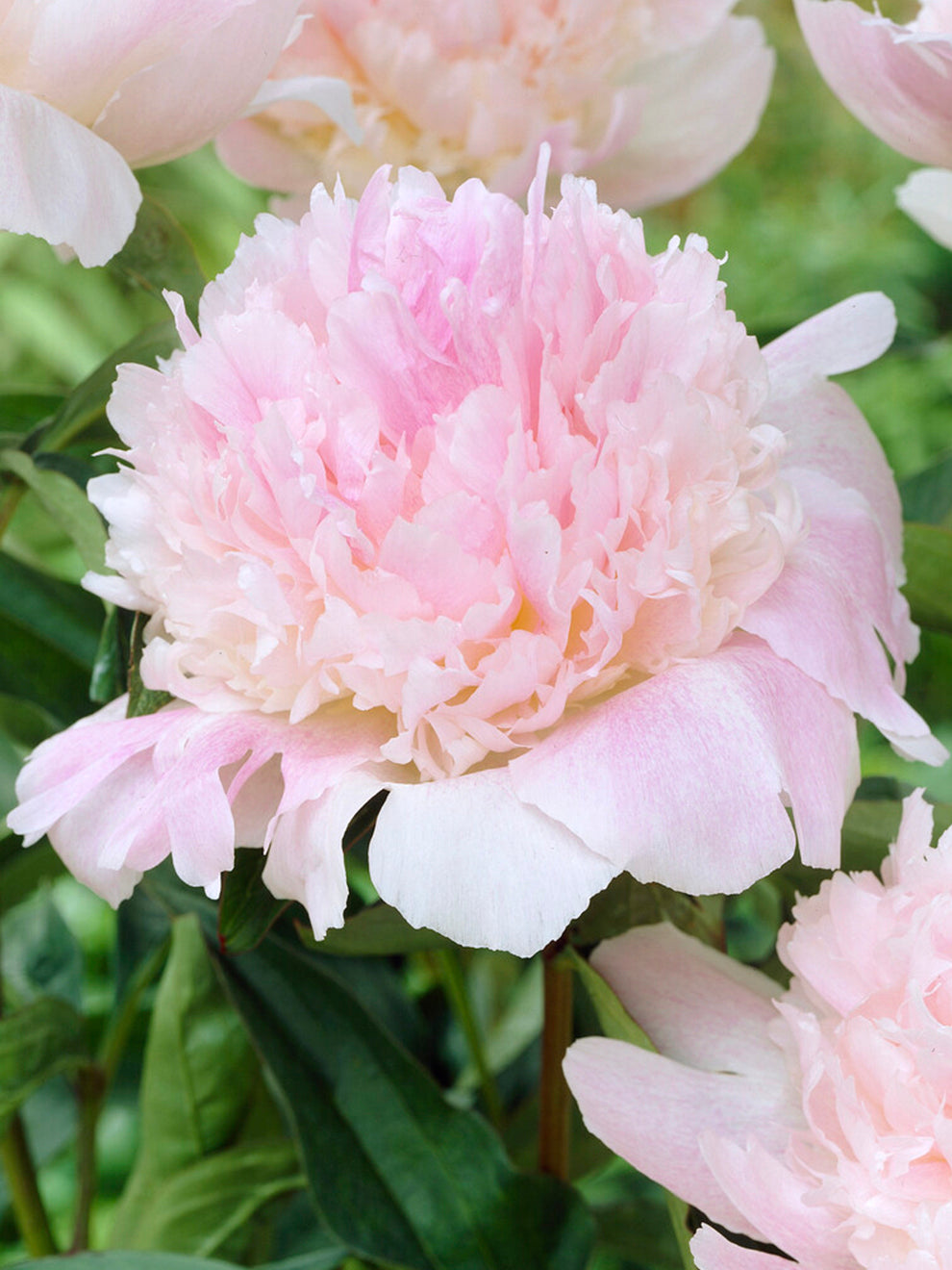 Peony Roots Raspberry Sundae | Grow Peonies | DutchGrown™