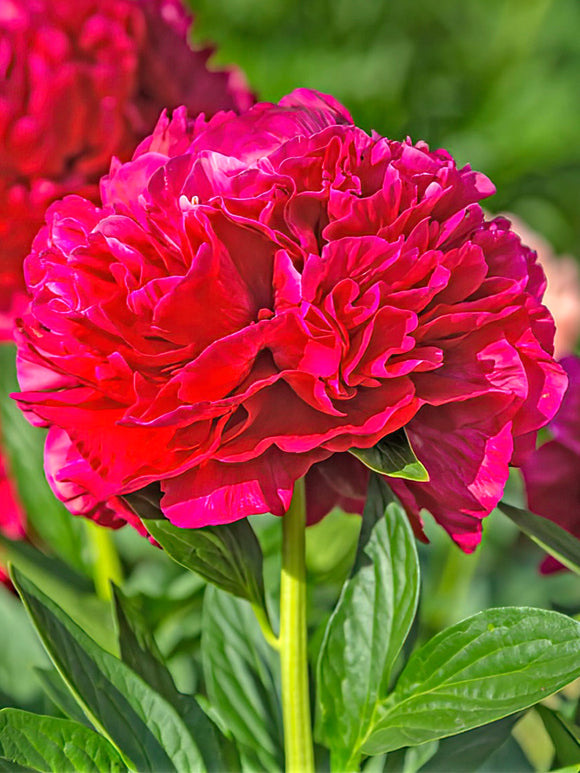 Peony Roots Red Charm