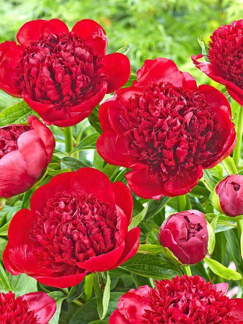 Peony Roots Red Charm