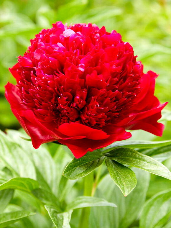 Peony Red Charm roots