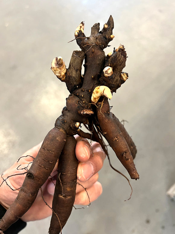 Peony roots close up