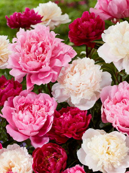 Peony_Rosette_Collection-