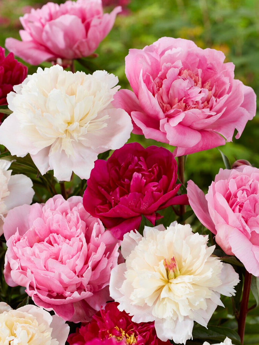 Peony Rosette Collection | Unique Peonies | DutchGrown™