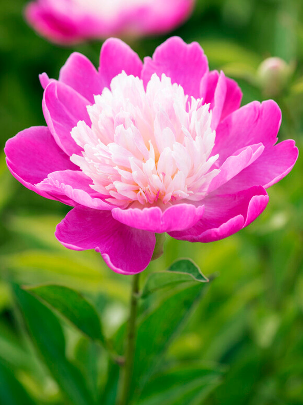 Peony Santa F Grow Peonies DutchGrown peony-santa-f-grow-peonies-dutchgrown