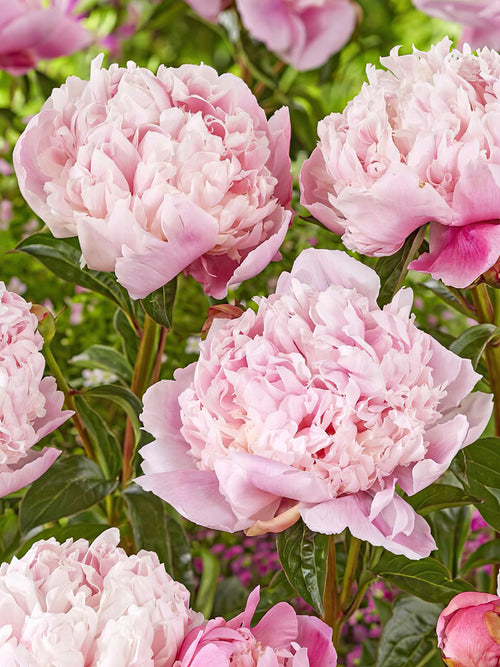 Peony Shirley Temple flowers