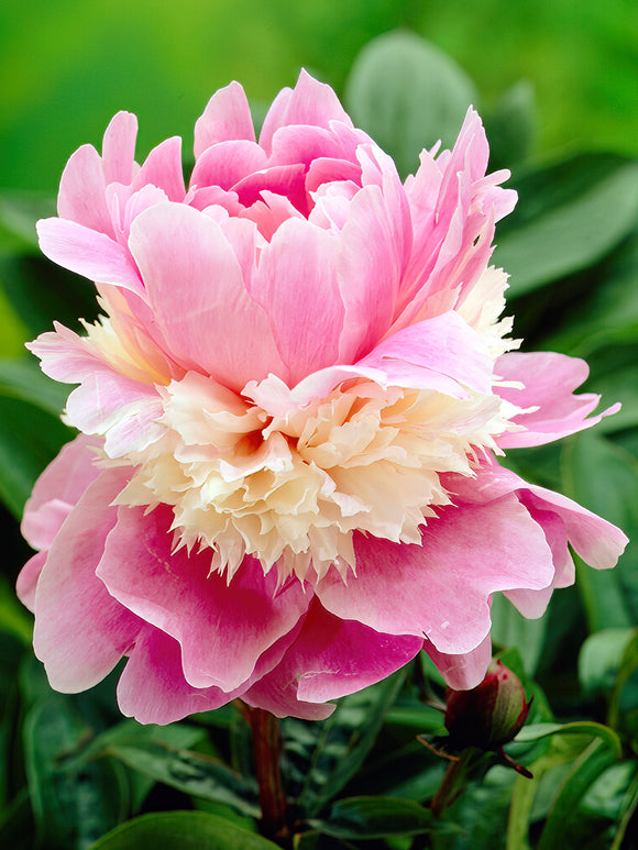 Peony Sorbet roots