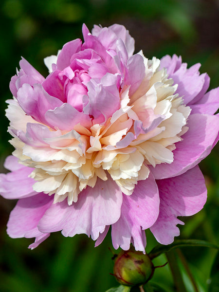 peony PET 270円 Peony Sorbet | Grow Peonies | DutchGrown™
