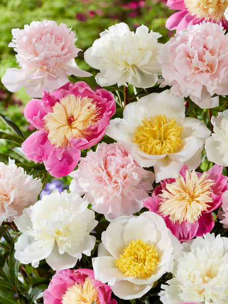 Peony_Sweet_Caroline_Collectio