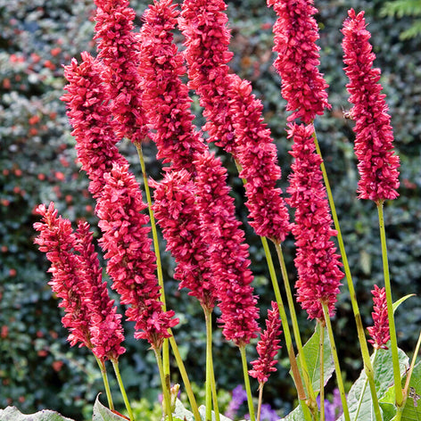 Persicaria (Fleeceflower) Persicaria amplexicaulis 'Fat Domino', or Mountain Fleeceflower