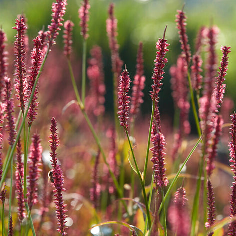Persicaria (Fleeceflower) Persicaria amplexicaulis 'Summer Dance', or Mountain Fleeceflower
