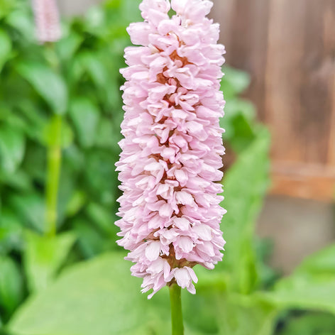 Persicaria (Fleeceflower) Persicaria bistorta 'Superba', commonly known as Mountain Fleeceflower