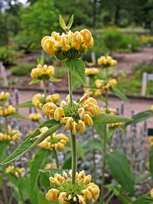 Phlomis Russeliana (Jerusalem Sage)