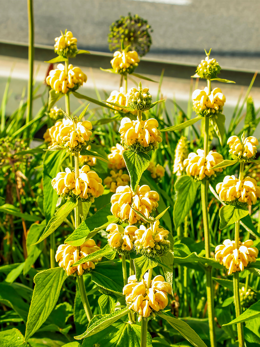 jerusalem lily flower Phlomis Russeliana (Jerusalem Sage)