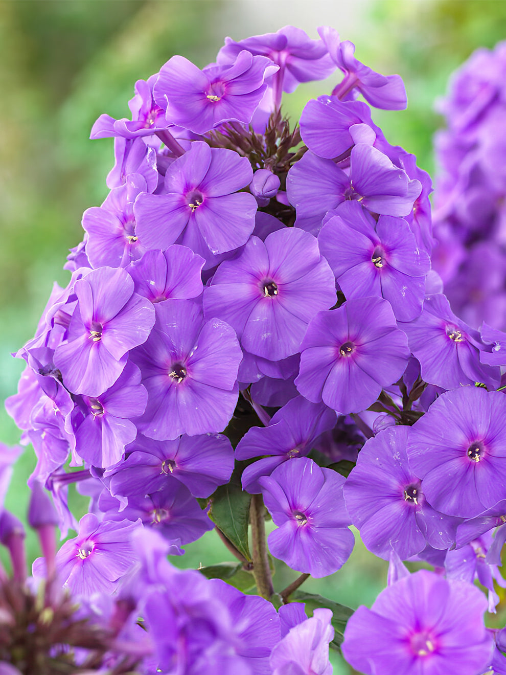 Phlox Amethyst Order Online At DutchGrown phlox-amethyst-order-online-at-dutchgrown