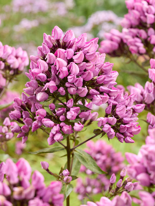 Phlox paniculata 'Butonik' 
