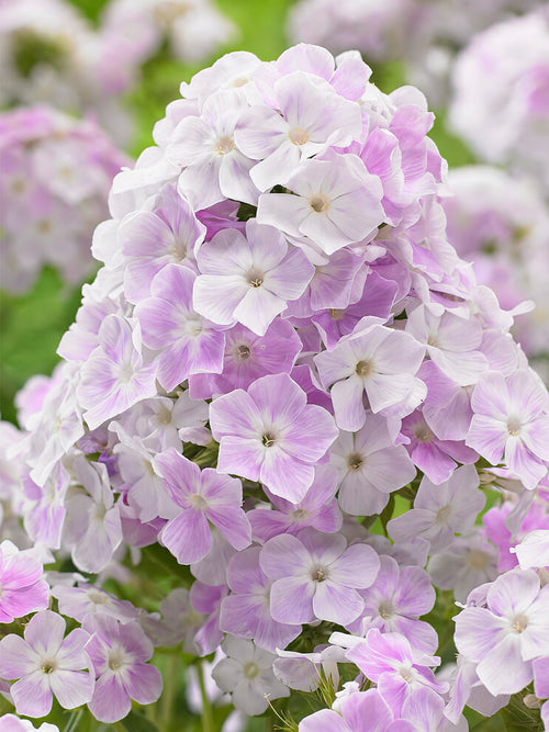 Phlox Cool Water - Bare Roots