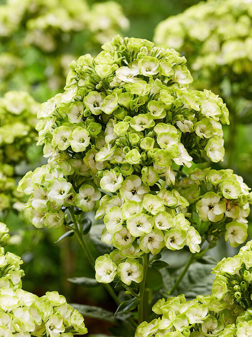 Phlox Orchid Green