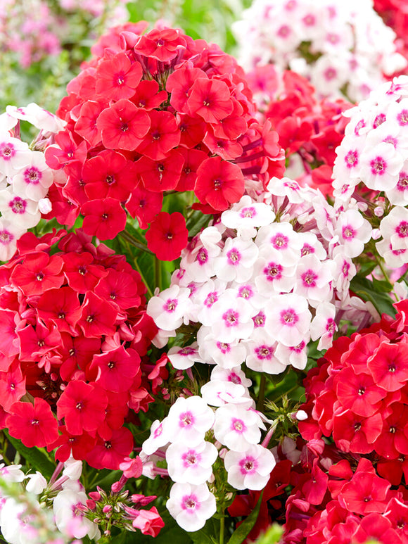 Phlox Strawberry Cake Collection