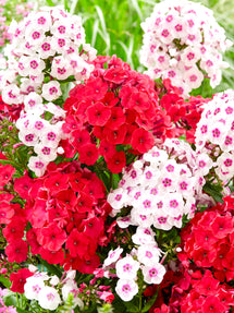 Phlox Strawberry Cake Collection