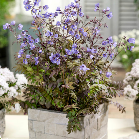 Polemonium (Jacob's Ladder) Polemonium 'Heaven Scent', commonly known as Jacob's Ladder