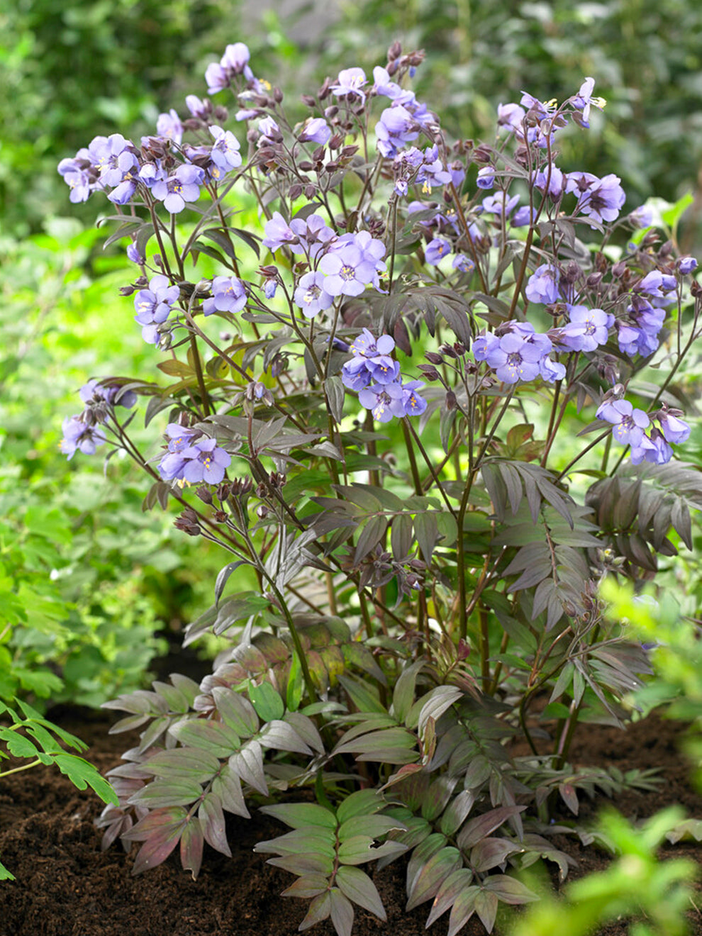 jacob's ladder succulent 1 Bare Root