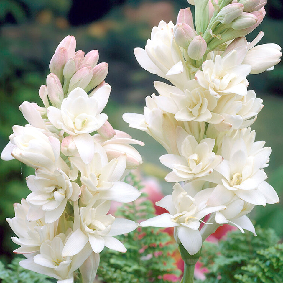 Tuberose 'The Pearl'