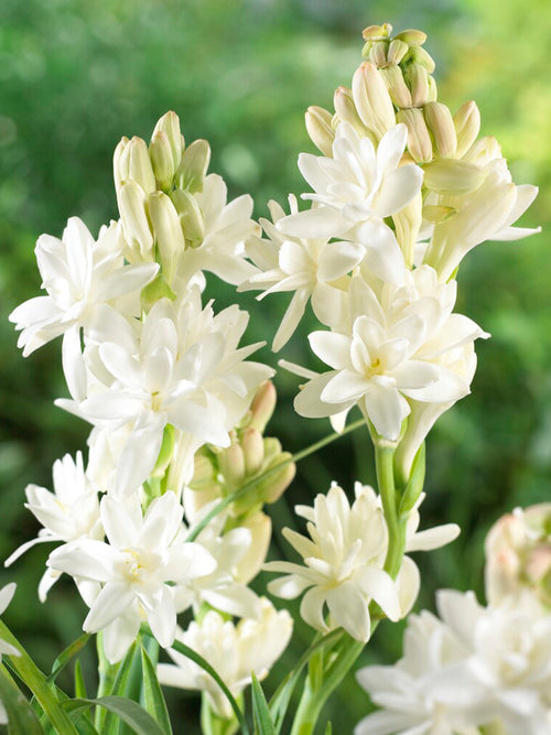 Tuberose 'The Pearl' (Polianthes)