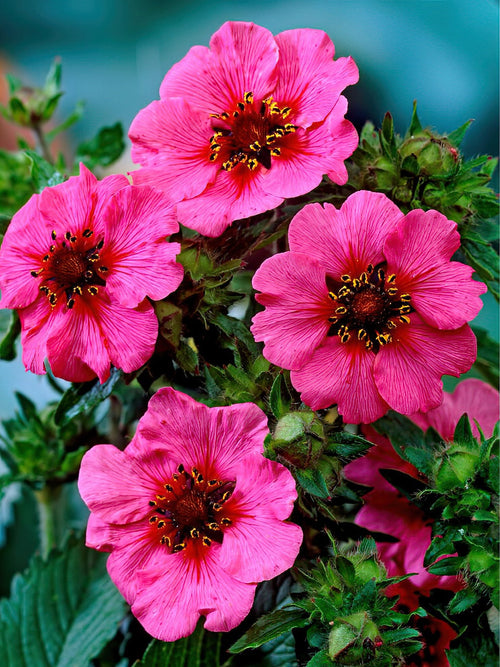 Potentilla Bare Roots UK Miss Willmott (Cinquefoil)