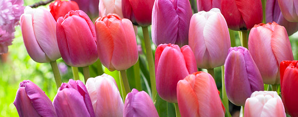 40% OFF ALL FALL BULBS