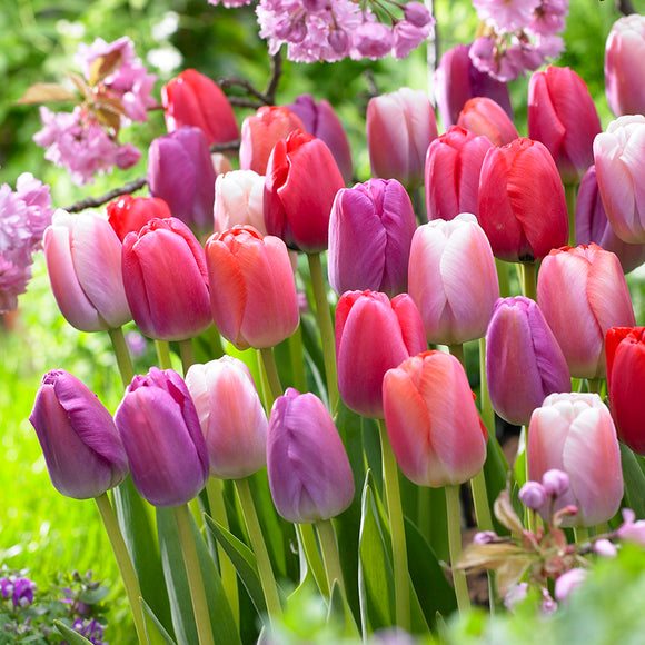 DISCOVER OUR HUGE TULIP ASSORTMENT