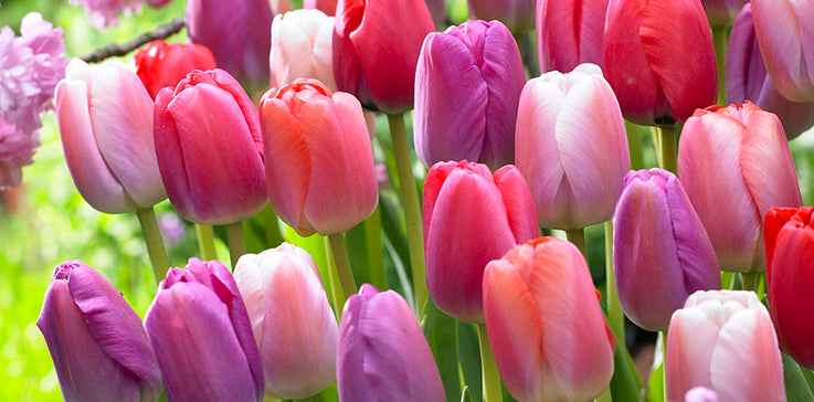 DISCOVER OUR HUGE TULIP ASSORTMENT