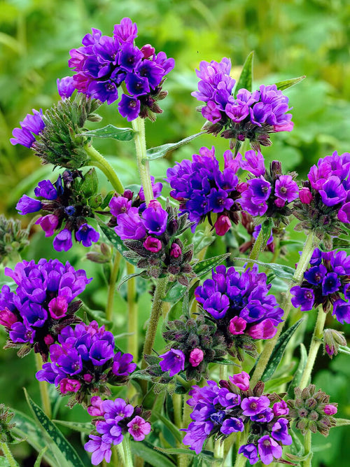 Pulmonaria EB Anderson (Lungwort) - Bare Roots UK