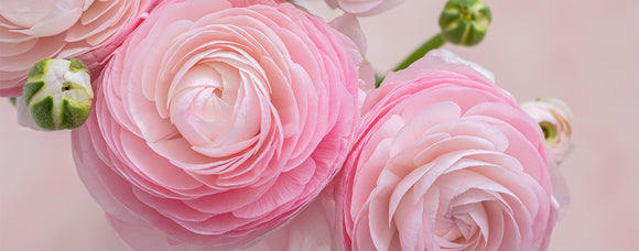 GROW ITALIAN RANUNCULUS
