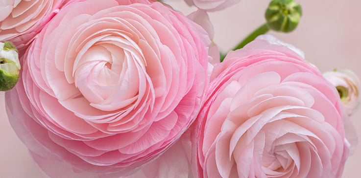 GROW ITALIAN RANUNCULUS
