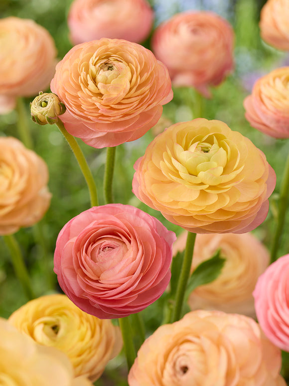 Ranunculus Amandine Peach Salmon