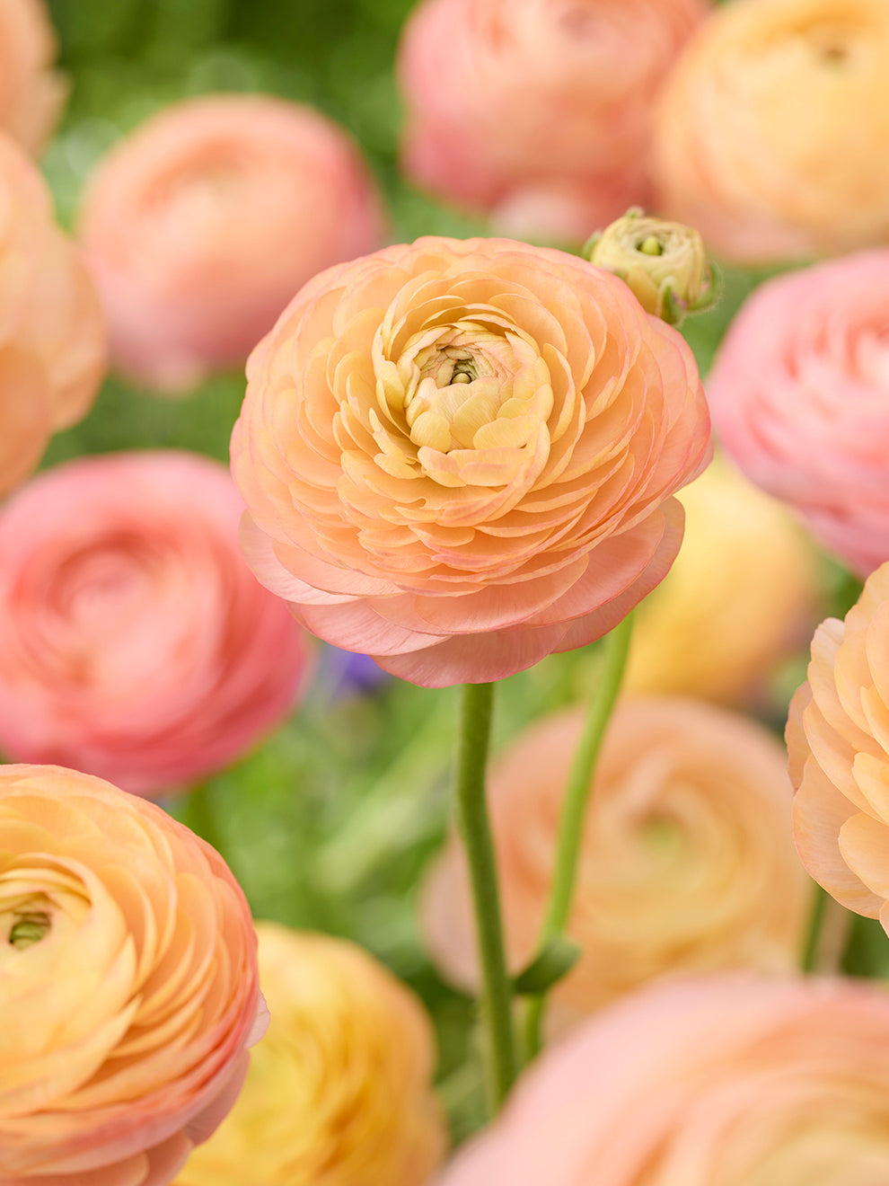 Peach Yellow Ranunculus Ranunculus Amandine Peach Salmon | DutchGrown™