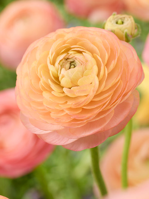 Ranunculus Amandine Peach Salmon