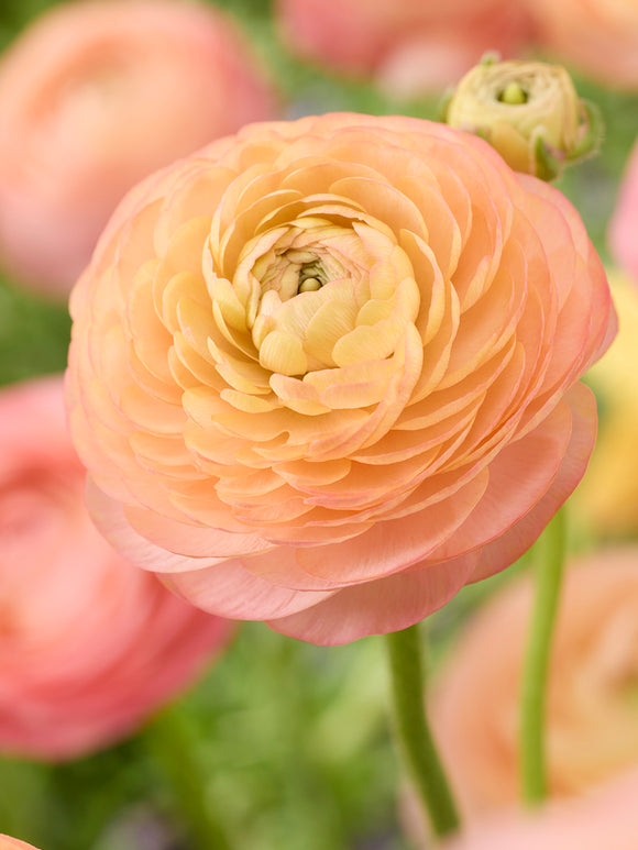 Ranunculus Amandine Peach Salmon