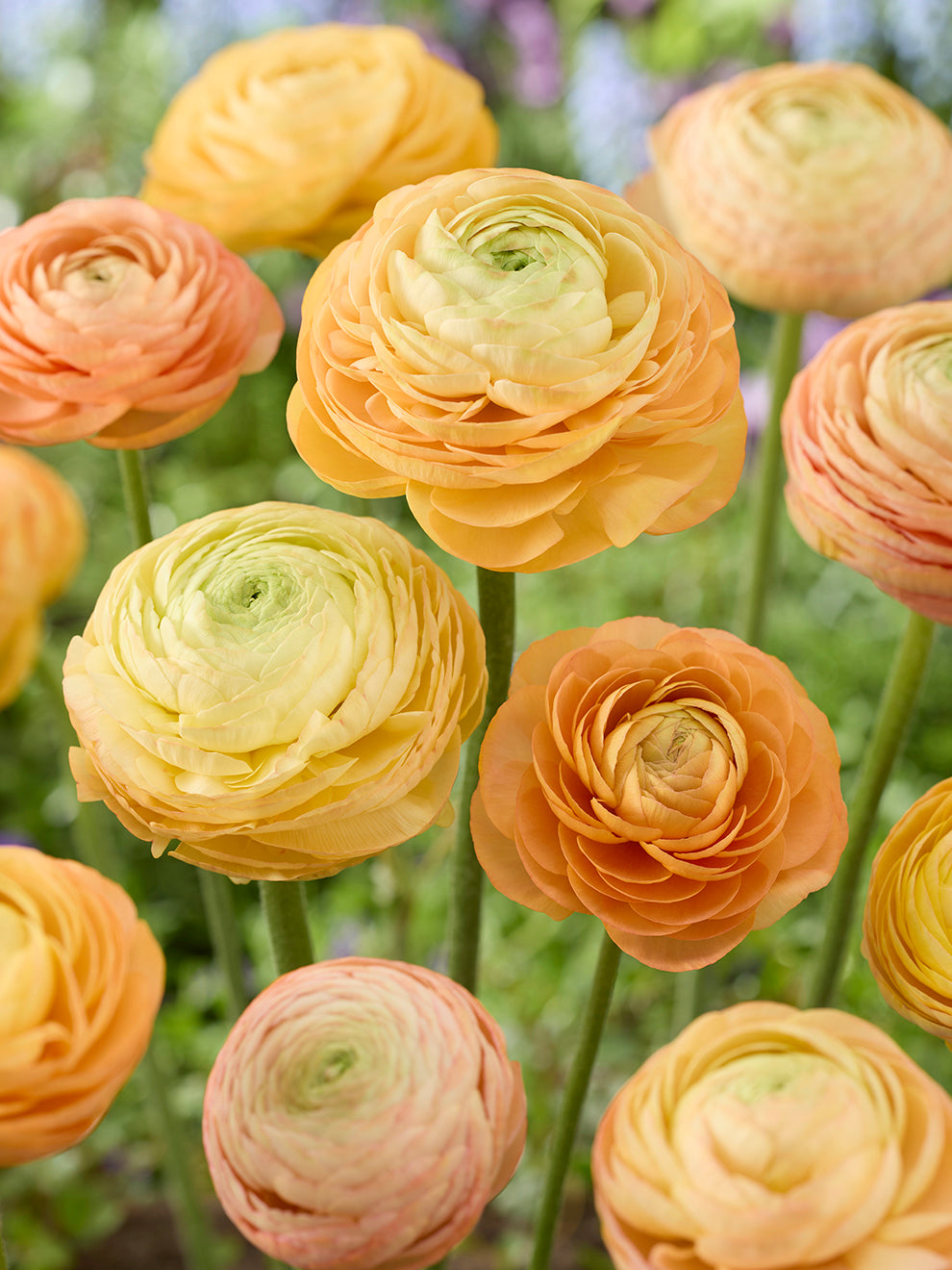 Peach Yellow Ranunculus Ranunculus Amandine Peach Salmon | DutchGrown™