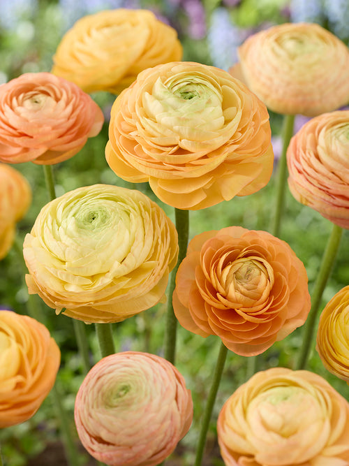 Ranunculus Amandine Peach Salmon