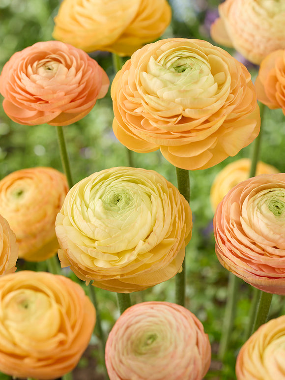 Ranunculus Amandine Peach Salmon