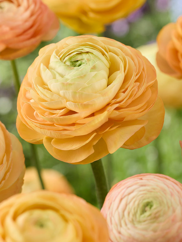 Ranunculus Amandine Peach Salmon