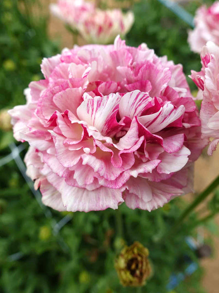 Ranunculus Brushmark Cesar | DutchGrown™ | Unique Ranunculus Bulbs