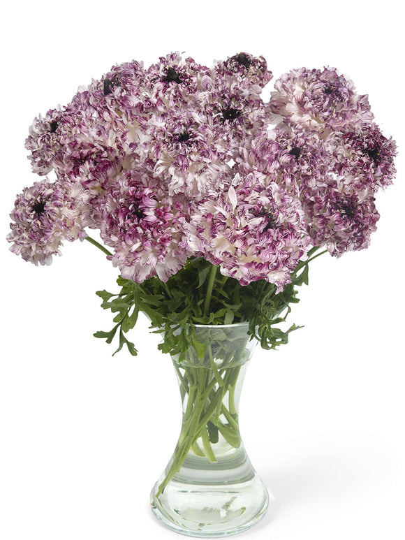 Ranunculus Brushmark Seti®