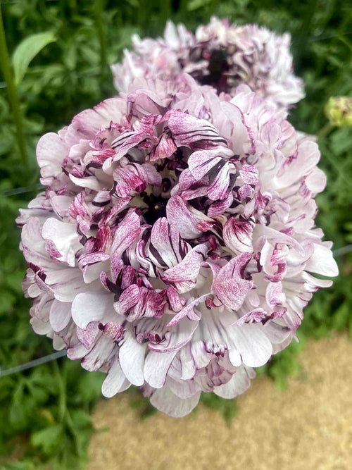 Ranunculus Brushmark Seti®
