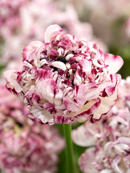 Ranunculus_Brushmark_Seti-