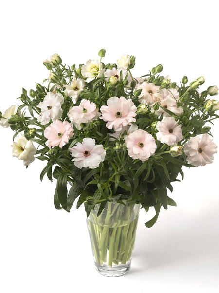 ranunculus potted plants for sale Ranunculus Butterfly Ariadne Bulbs, Pink - 5 Bulbs
