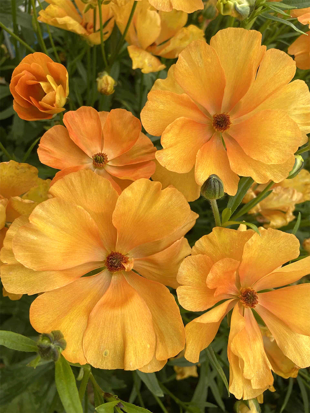 Butterfly Ranunculus Rococo Orange Ranunculus Butterfly™ Charis | DutchGrown™