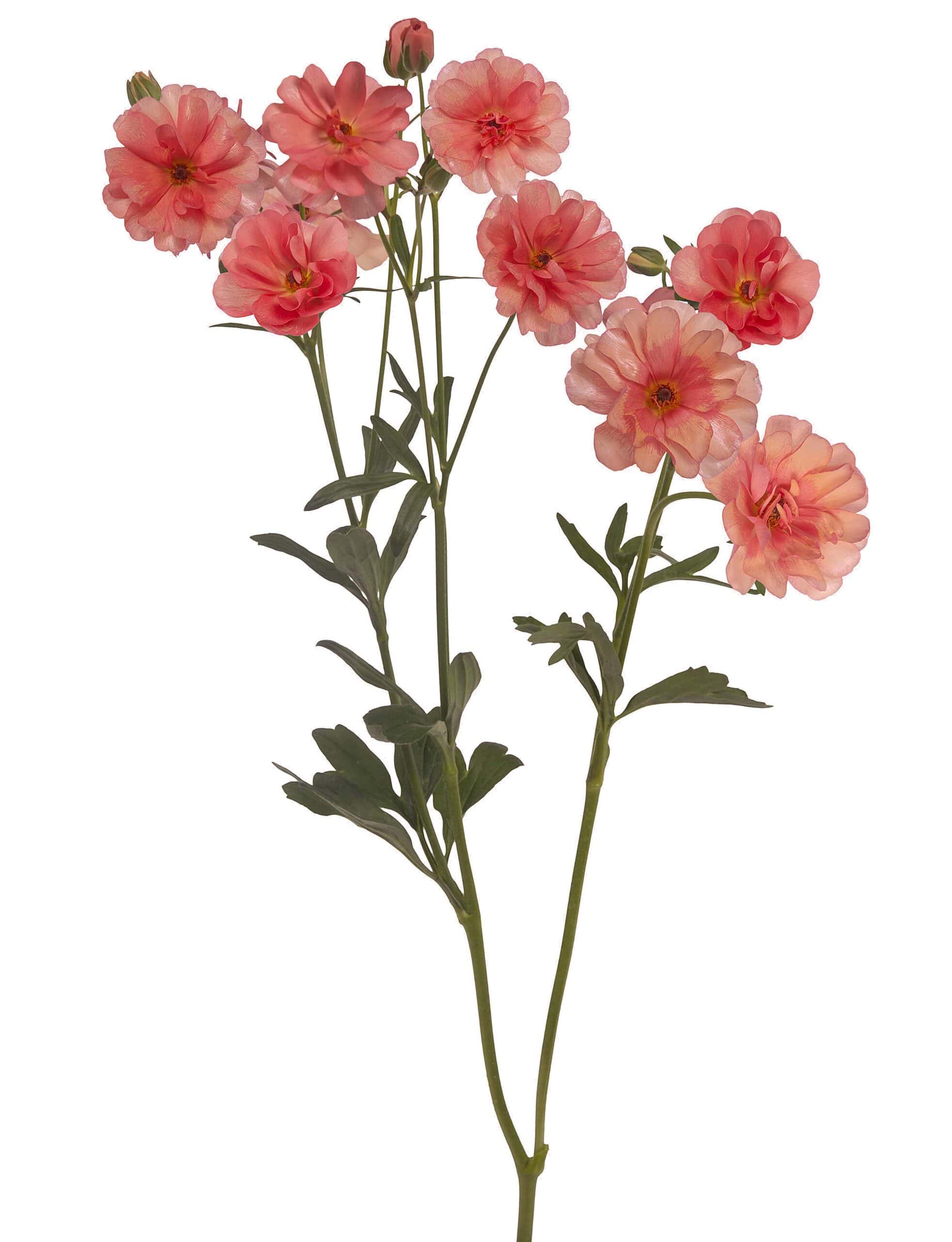 Eris Ranunculus Ranunculus Butterfly™ Eris | DutchGrown™