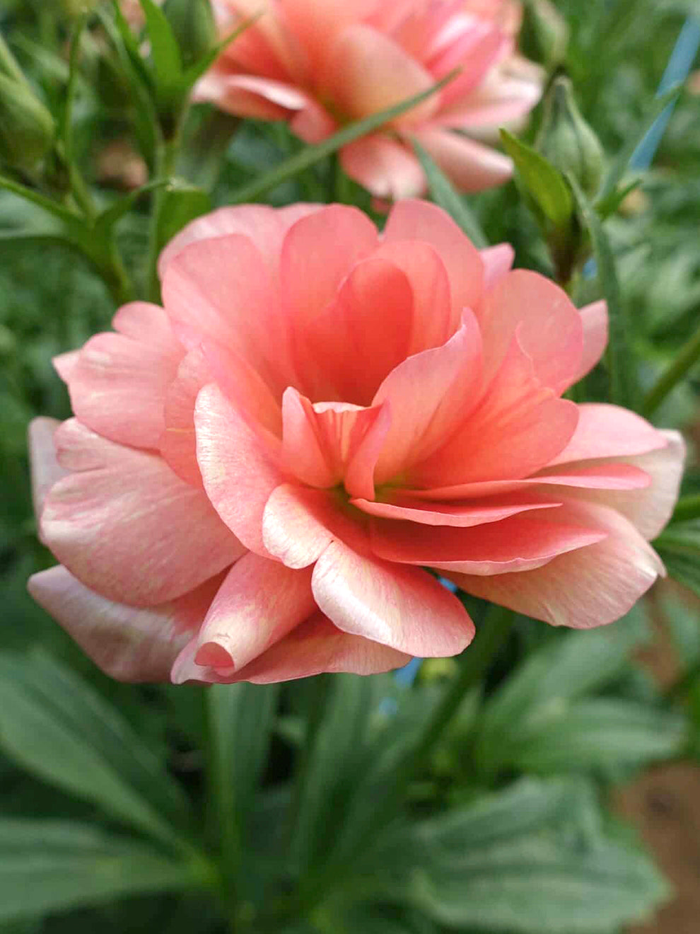 Eris Ranunculus Ranunculus Butterfly™ Eris | DutchGrown™
